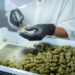 Dash Black Maxx Thin Nitrile Disposable Exam Gloves - Black - 3 Mil - Box Of 200 -Work Safety Equipment Shop bmgpkim1fhvuemghvqfu 95659.1703002478